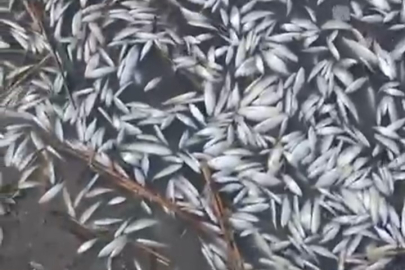 Uluabat Deresi’nde binlerce balık ölü bulundu!