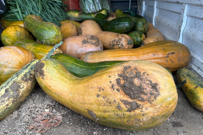Osmangazi’de dev hasat: 30 Kiloluk Ata Tohumu bal kabakları yetişti!