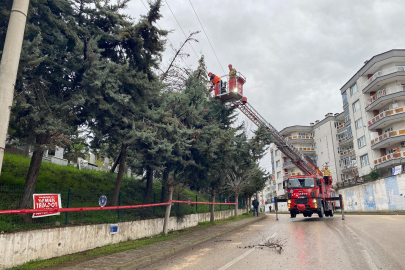 Mudanya’da korku dolu anlar: Lodosun devirdiği ağaç elektrik tellerine yaslandı!