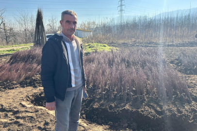 Türkiye’nin Fidan Fabrikası İnegöl Cerrah: Yılda 15 milyon tohumdan anaç üretiliyor