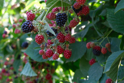 Başkan Ferhat Erol müjdeyi verdi: Kestel kendi anaç fidanını üretecek