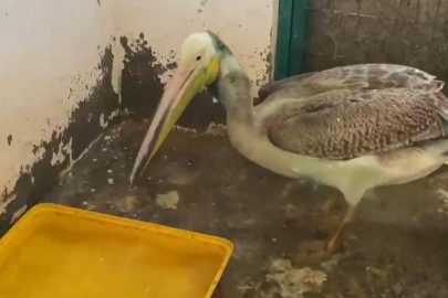 Bursa’da şifa bulan ak pelikan doğal yuvasına dönüş yaptı