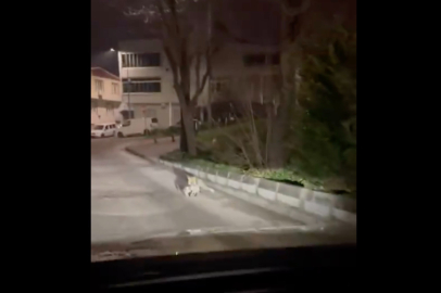 Bursa'da tilkinin kediyi avladığı anlar böyle kaydedildi