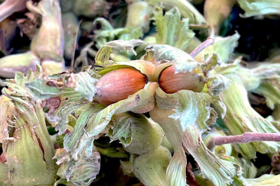 İnegöl’de fındık atağı: "Destek verilirse cevizi kısa sürede geçer"