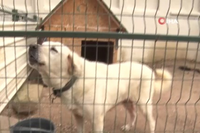 Çobanlara hareketli ve heyecanlı yeni bir yardımcı geliyor
