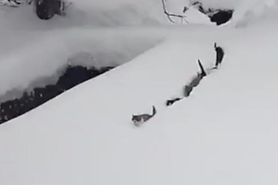 İmam seslendi, kediler karda sıraya girdi