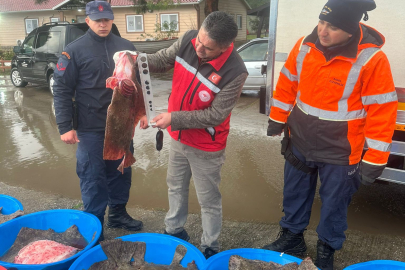 Kaçak avcılık operasyonunda 500 kalkan balığına el konuldu
