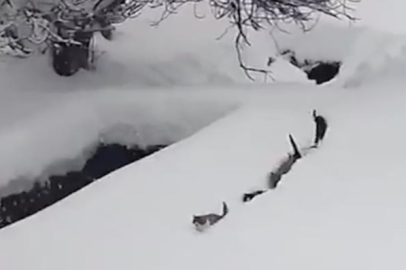 İmam seslendi, kediler karda sıraya girdi
