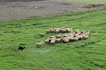 TAGEM’den sürü yönetimi hamlesi: Border Collie Köpekleri bilimsel eğitimle yetişiyor