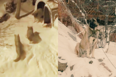 Tek başına 6 kurda meydan okudu: “Meks” köyün kahramanı oldu