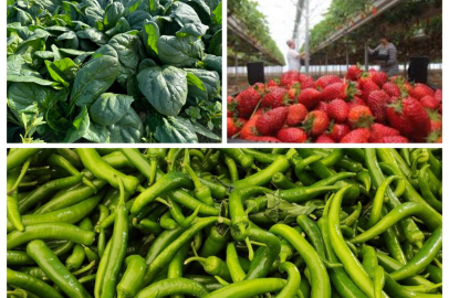 Sofradaki sessiz katil: Sağlık deposu mu, pestisit bombası mı?