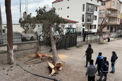 Sömestr tatili facia önledi! Okul bahçesindeki dev ağaç çatıya düştü