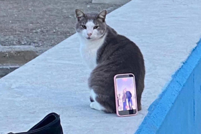 Fotoğrafçı bulamayan çift çareyi "Kedi-Tripod"da buldu!