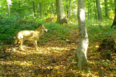 Uludağ'da kurtlar konseyi: Fotokapanlara yansıyan muhteşem görüntüler!