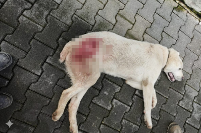 İnegöl’de sokak köpeğini vuran cani aranıyor: Jandarma ekipleri harekete geçti!