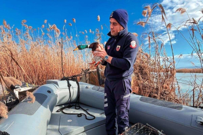Uluabat Gölü’nde kaçak av operasyonu: Hem ceza kesildi hem canlı mühreler kurtarıldı