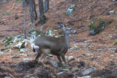 Uludağ’ın zarif konuğu: Fotokapana yansıyan karacanın sevimli halleri sosyal medyada ilgi gördü