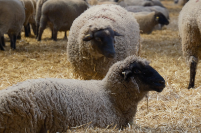 Dünya bu kuzuyu konuşacak!