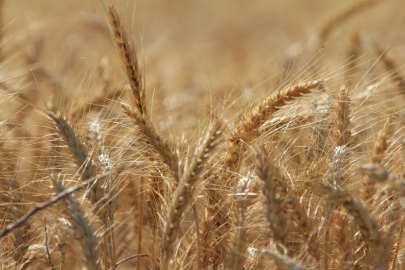 Dünyada hasat rekoru kapıda! IGC duyurdu: Hububat üretimi 2,5 milyar tona koşuyor