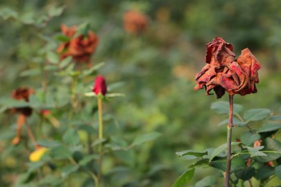 14 Şubat öncesi kötü haber: Güller dalında kurudu, etiketler değişti!