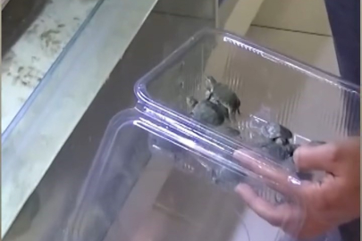 Bursa'da ekipler bu defa kaplumbağa için harekete geçti