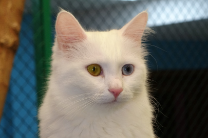 17 Şubat Dünya Kediler günü: Prof. Dr. Abdullah Kaya’dan farkındalık çağrısı