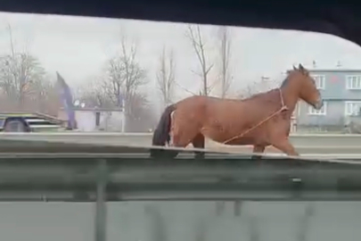 Bursa’da çevre yolunda başıboş at paniği