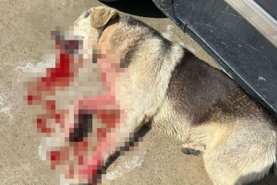 Tavuklarını yiyen köpekleri öldürünce tutuklandı