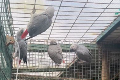 İstanbul havalimanı’nda kaçakçılık şoku: Bavullardan 20 adet nadir papağan çıktı!