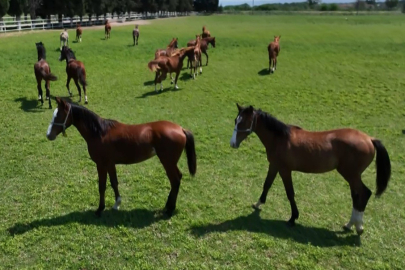 ‘100 milyon liralık at kayıp' denmişti: TİGEM'den açıklama geldi