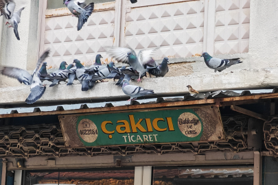 Esnaftan kuşlara her sabah sofra