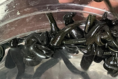 Bursa’dan Dünyaya şifa hattı: Fıtıktan göz hastalıklarına sülük tedavisi