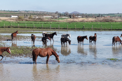 Uluabat gölü taştı, milyonluk yarış atları su altında kaldı!