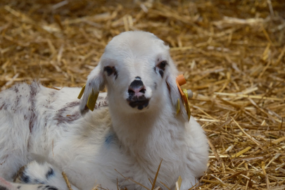 Hayvan sahipleri dikkat: Üretimde yeni dönem başlıyor!