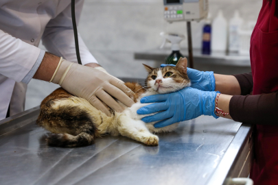 Arka bacağı kırık ve şok içindeydi: Yaralı kediyi Büyükşehir ekipleri kurtardı!