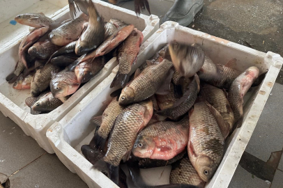 Uluabat'ın İsrail Sazanı Suriye ve Irak yolcusu