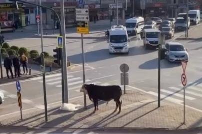 Ankara Yolu’nda "Boğa" alarmı: Kilometrelerce koşup trafiği birbirine kattı!