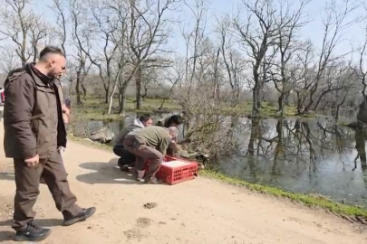 Longoz Ormanları’nda yaşam yeniden başladı: Kazadan kurtulan Tilki doğayla buluştu