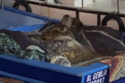 Bursa'da aç kalan su samuru ailesi tekneye sığındı