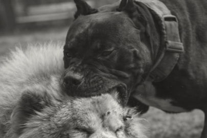 Köpeğini gezdirirken pitbull saldırdı: Parkta dehşet dolu anlar