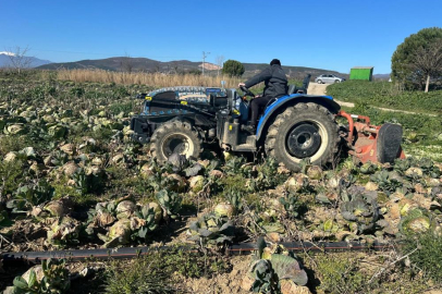 Bursa'da Lahana dramı! Pazarda 70 TL, tarlada çöp!