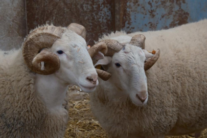 Rekortmen Koçlar için tarih belli oldu!