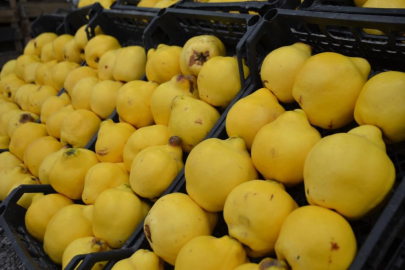 Ayva değil altın! Bursa’da kilosu 300 Lira!