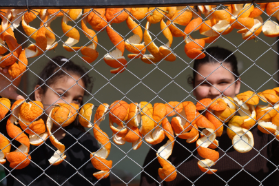 Çöpe değil ekonomiye! Dalında 20 TL, kabuğu 65 TL