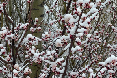 Çiftçinin korktuğu olmadı! Kar yağışı bereket getirdi: Zirai don riski var mı?
