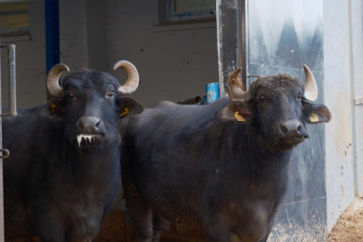 Mandacılıkta "Murana" dönemi! Hem yağlı hem bol sütlü...
