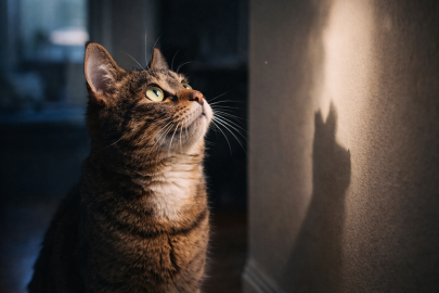 Kediler gerçekten boşluğa mı bakıyor? İşin aslı çok farklı