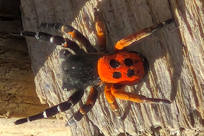 Elazığ'da renkli misafir: Uğurböceği örümceği ortaya çıktı