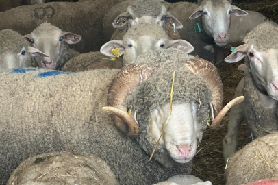 Milyonluk Merinos koçu kapışıldı: Kuzuları şimdiden satıldı