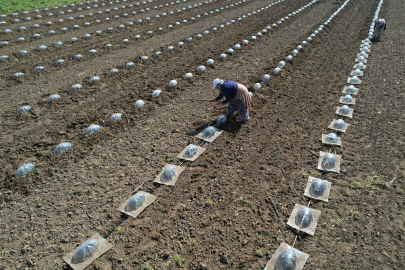 Karacabeyli çiftçinin karpuz sınavı: dekar maliyeti 40 Bin Lira!